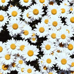 小太正榨精器精尽人亡h
